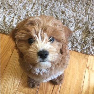 Meet your Posher, Maddie